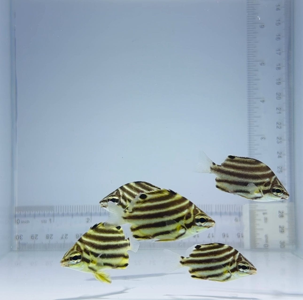 Premium Australian Stripey Fish - Fresh, Wild-Caught Seafood for Grilling, Baking & Sushi | Perfect for BBQs, Dinner Parties & Healthy Meals