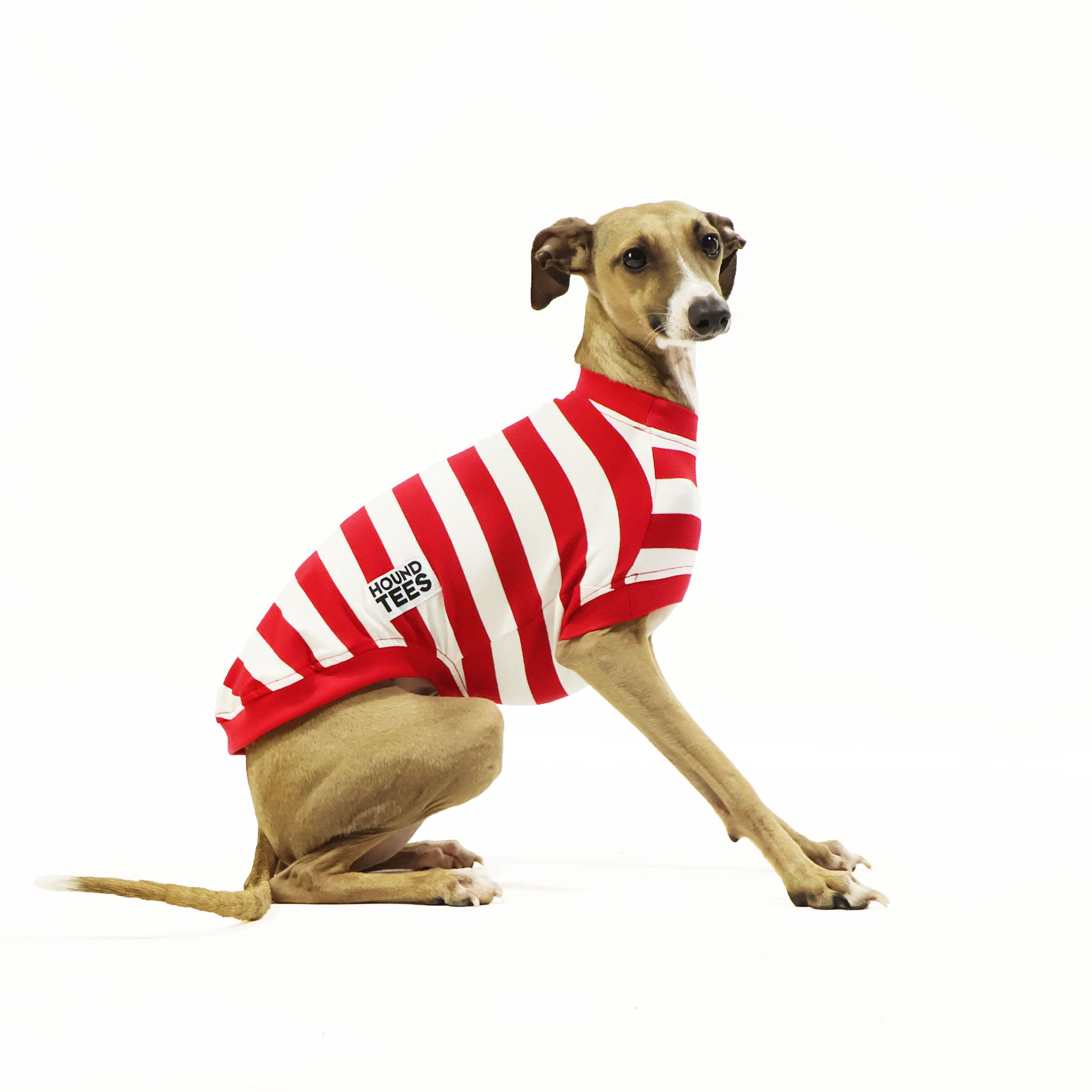 Italian Greyhound Dog T-Shirt - Wally Sleeveless Hound Tee for Men & Women - Perfect for Casual Wear, Dog Lovers Gift, and Pet Owner Apparel