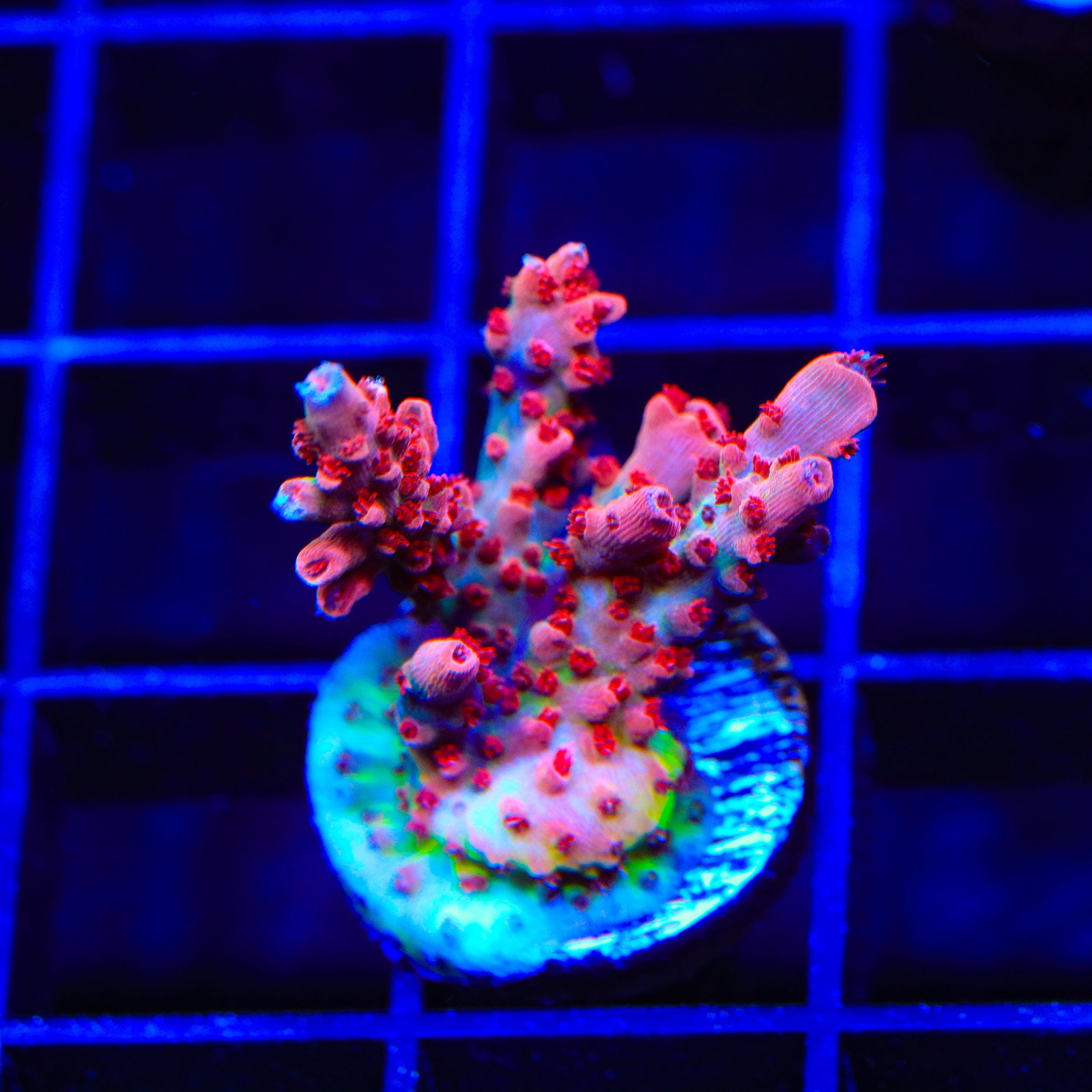 Premium CB Maleficent Acropora Coral for Saltwater Aquariums - Vibrant Purple SPS Coral for Reef Tanks & Marine Aquascaping