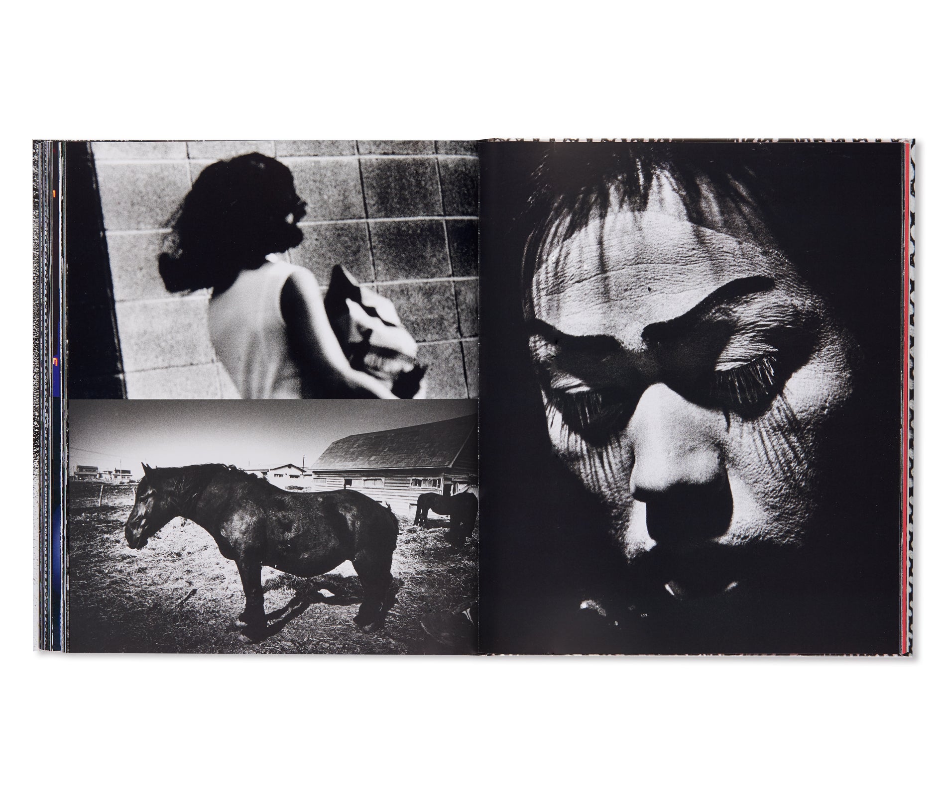 Daido Moriyama Hasselblad Award 2019 Photography Book - Artistic Diary Collection for Photography Enthusiasts & Coffee Table Decor