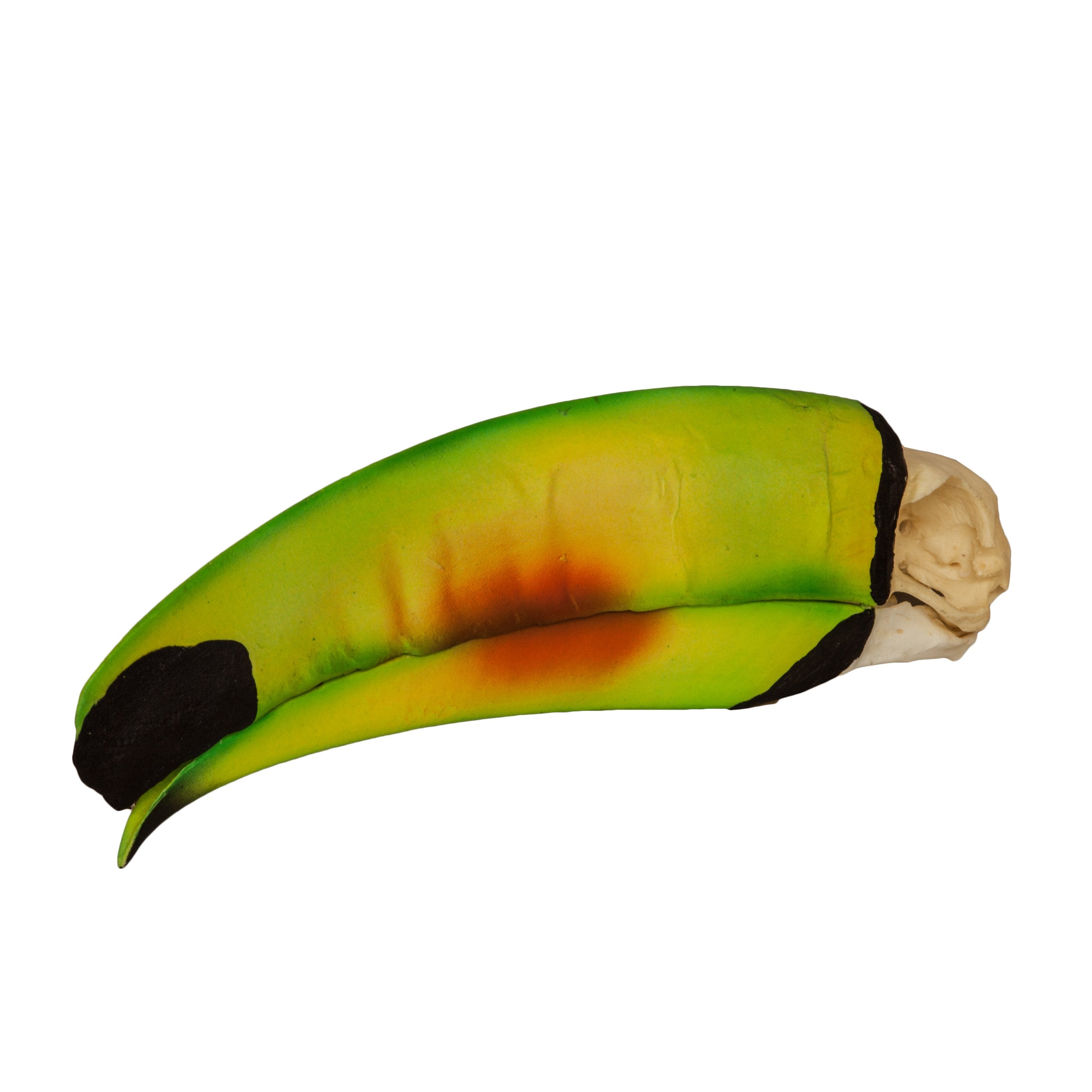 Authentic Replica Keel-Billed Toucan Skull - Handcrafted Collectible for Home Decor & Gothic Displays