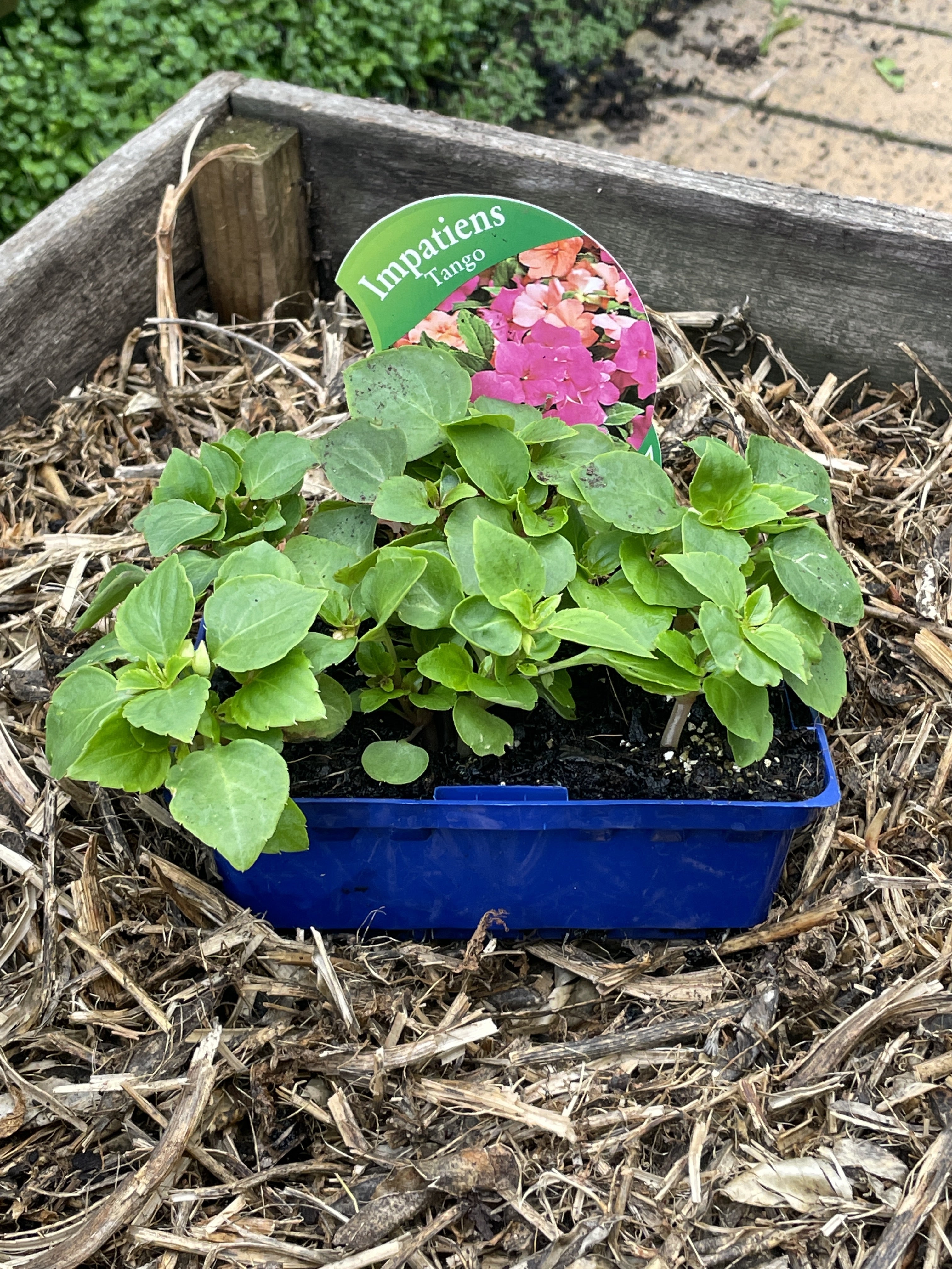 Impatiens ‘Tango’ - Vibrant Orange Annual Flowers for Shade Gardens, Borders & Container Planting
