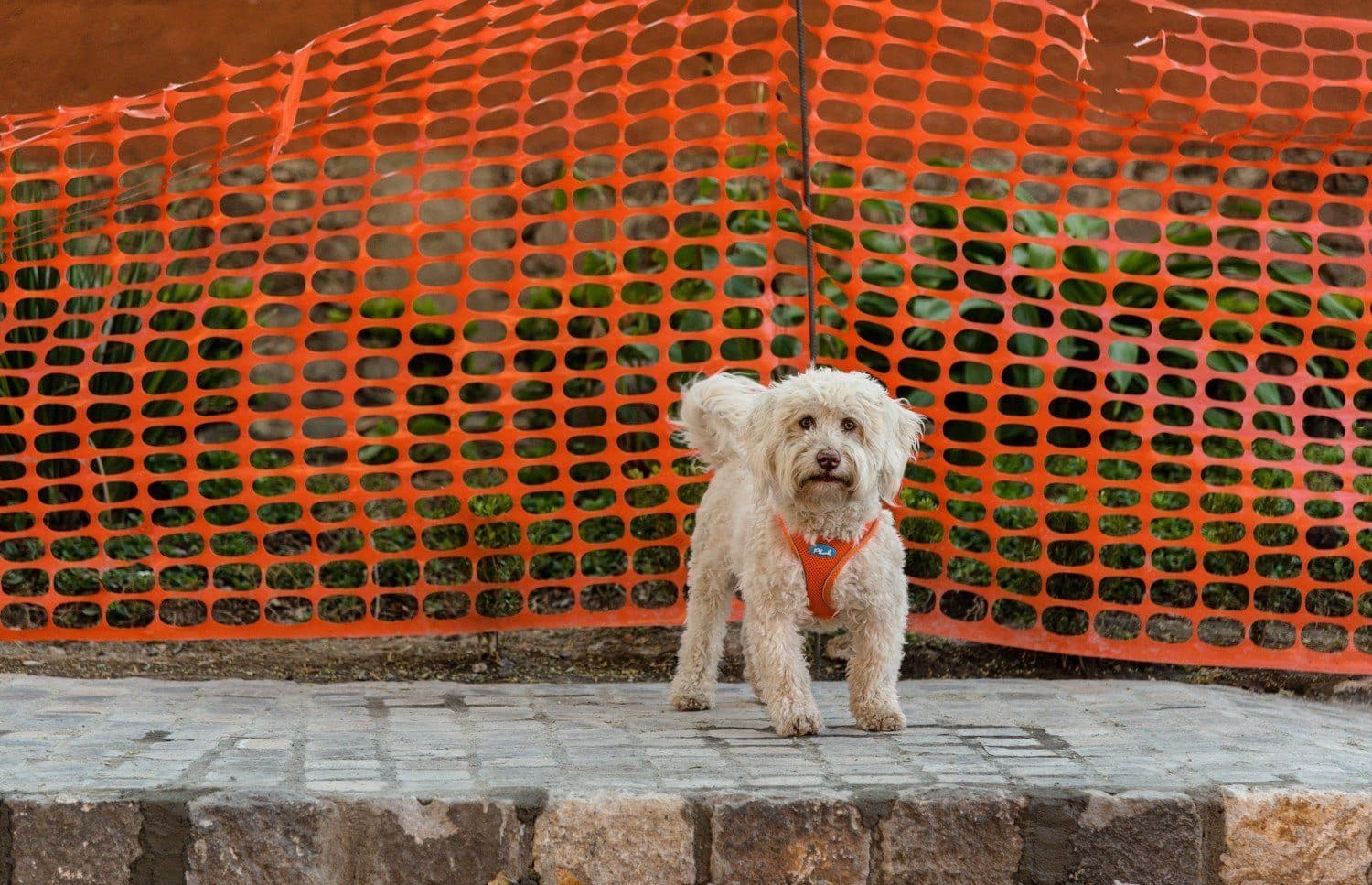 Breathable Mesh Dog Harness Vest - Green Plush Air Mesh Dog Vest for Small & Medium Dogs - Perfect for Walking, Running & Outdoor Adventures