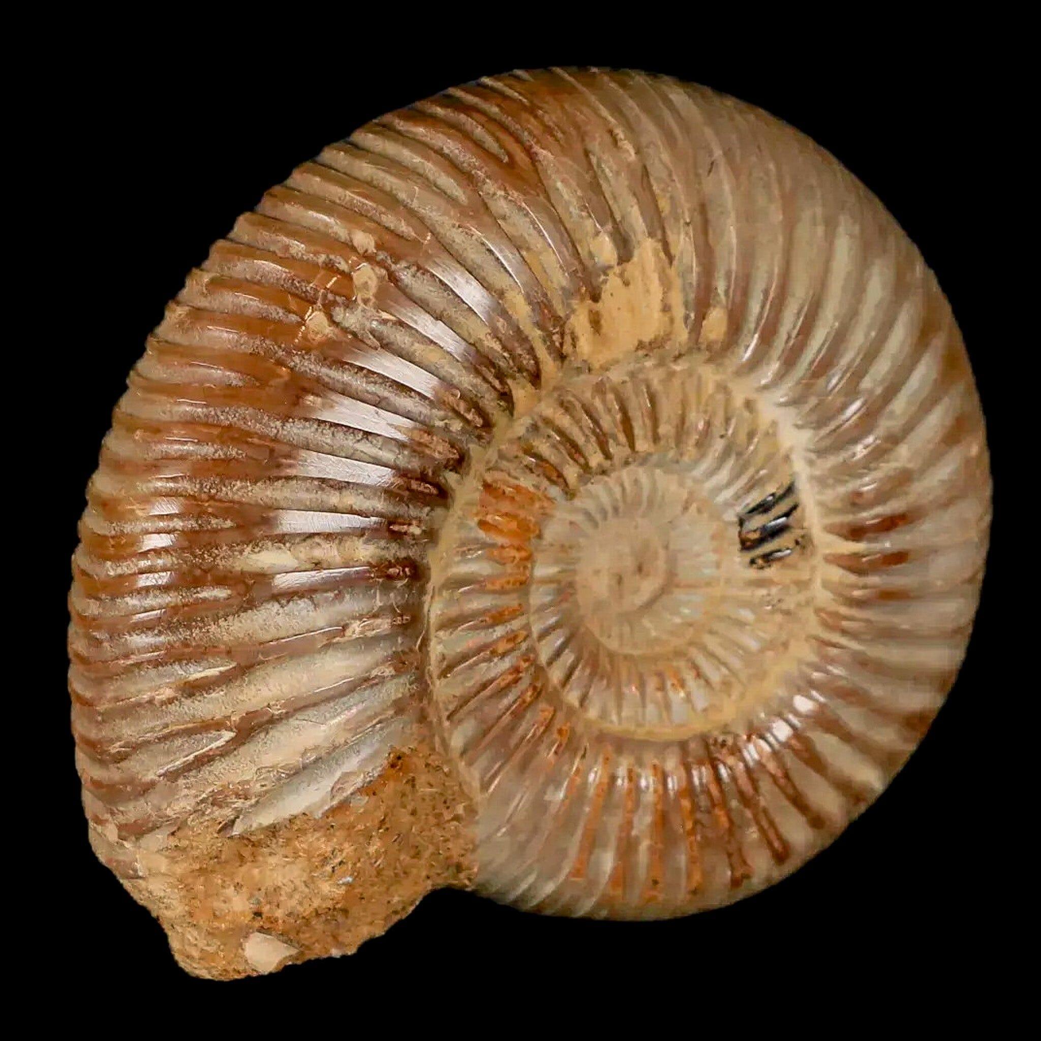 77MM Polished Perisphinctes Ammonite Fossil - Authentic Nautilus Specimen from Madagascar Jurassic Era with COA | Home Decor, Science Education & Fossil Collection Display