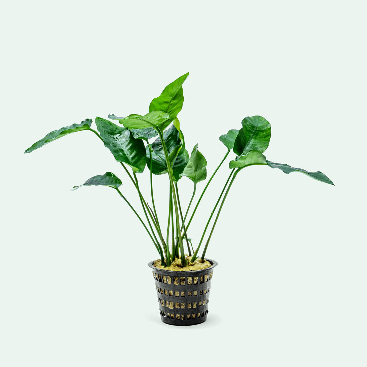 Anubias Barteri Live Aquarium Plant - Large Mother Plant for Fish Tanks, Aquascaping & Aquatic Gardens | Perfect for Beginners & Low Light Aquariums