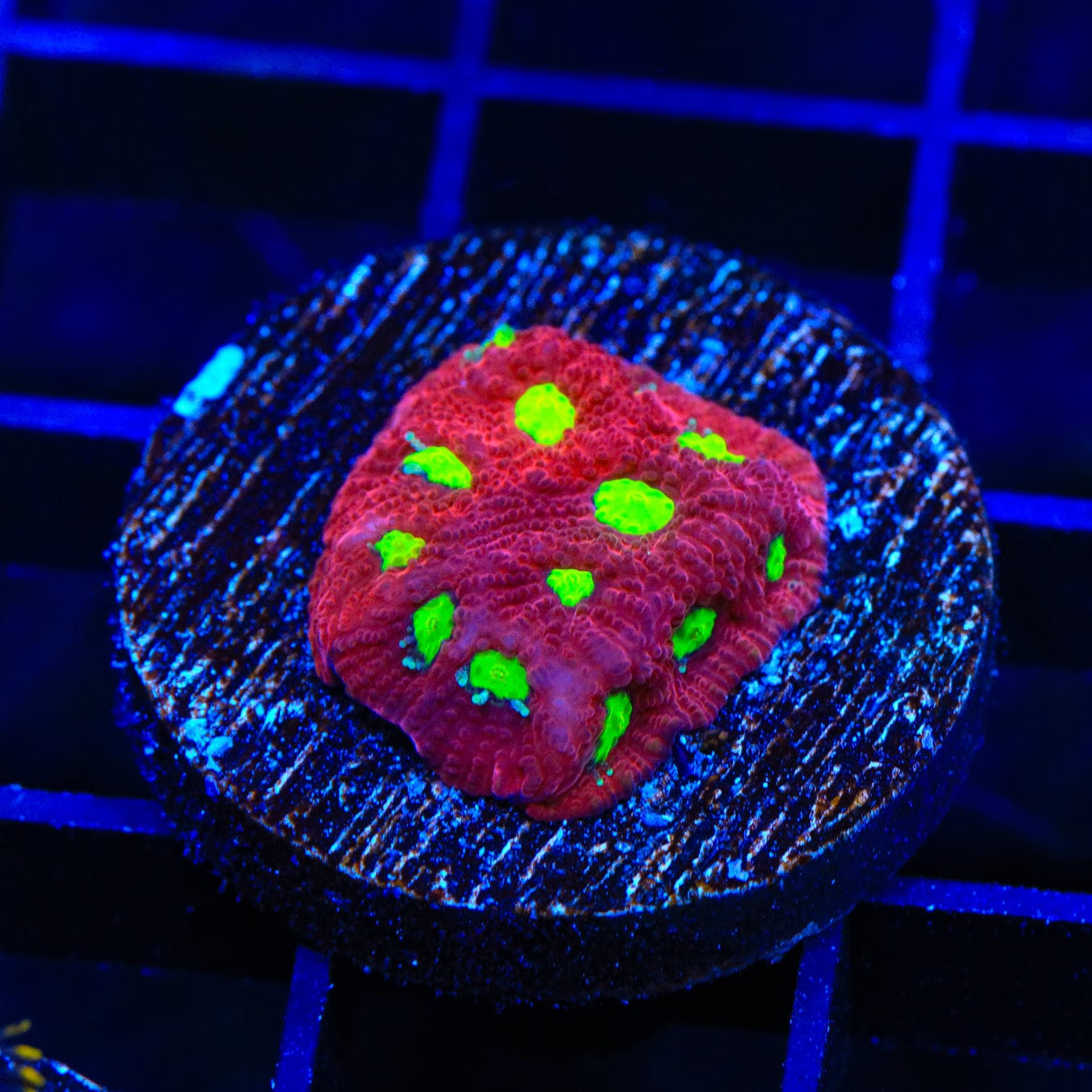 Premium CB Bloodbath Favia Coral for Saltwater Aquariums - Vibrant Red & Green LPS Coral for Reef Tanks, Nano Tanks & Coral Frag Racks (Easy to Care For)