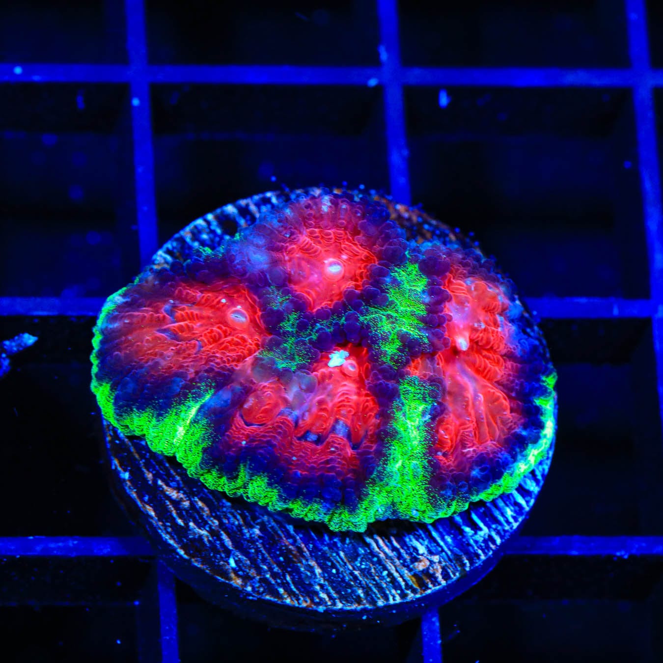 Christmas Favia Coral for Saltwater Aquariums - Vibrant Coral for Reef Tanks & Marine Displays