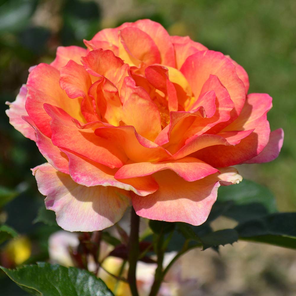 Heirloom Roses Potted Rose Plant - La Parisienne Grandiflora Rose Bush, Live Outdoor Flowering Plant for Garden, Patio & Landscaping | Perfect for Home Decor, Wedding Gifts & Romantic Gardens