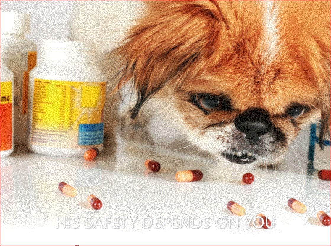 Best Safe Rx Pharmaceutical Medication Disposal Container - Dispose Old Prescription Drugs, Pills & Liquids Safely (1 Pack) | Secure Home & Travel Medicine Disposal Solution