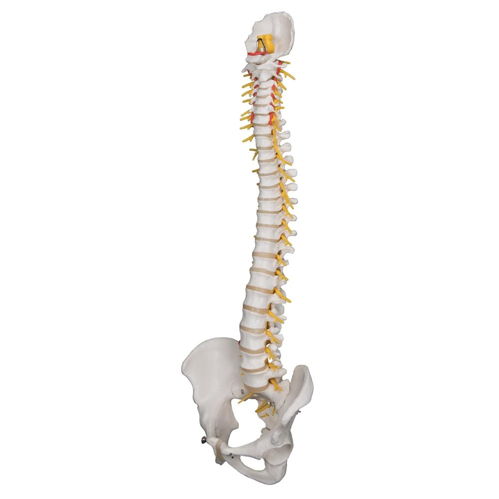 Premium Flexible Spine Model - Human Vertebral Column Anatomy for Medical Students & Chiropractors - Perfect for Study, Demonstration & Patient Education