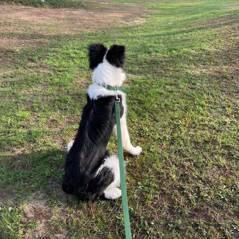 Waterproof Adjustable Odor-Proof Dog Collar and Leash Set - Easy to Clean 6FT Pet Leash with 2 Hooks for Small Medium Large Dogs (Green, Size M) - Perfect for Walking, Training & Outdoor Adventures
