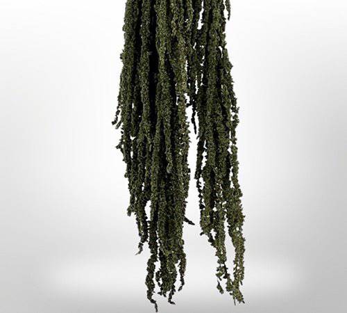 Dried Amaranthus Flowers for Home Decor | Natural Preserved Floral Arrangements | Perfect for Wedding, Party & DIY Crafts