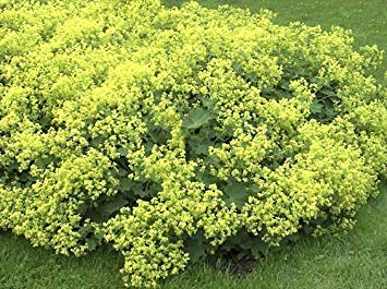 40 Lady's Mantle Seeds (Alchemilla Mollis) - Self-Sowing Perennial, Winter Hardy to Zone 3 - Perfect for Cottage Gardens, Borders & Ground Cover