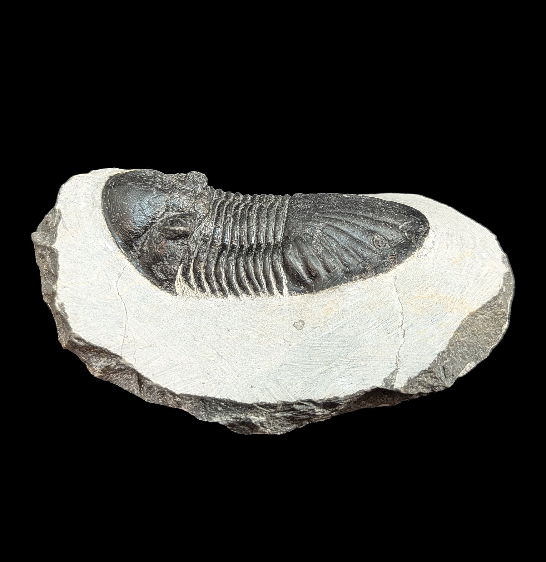 Authentic Fossil Trilobite Paralajurus in Matrix Specimen - Rare Collectible for Paleontology Enthusiasts - Perfect for Home Decor, Science Education & Fossil Collections