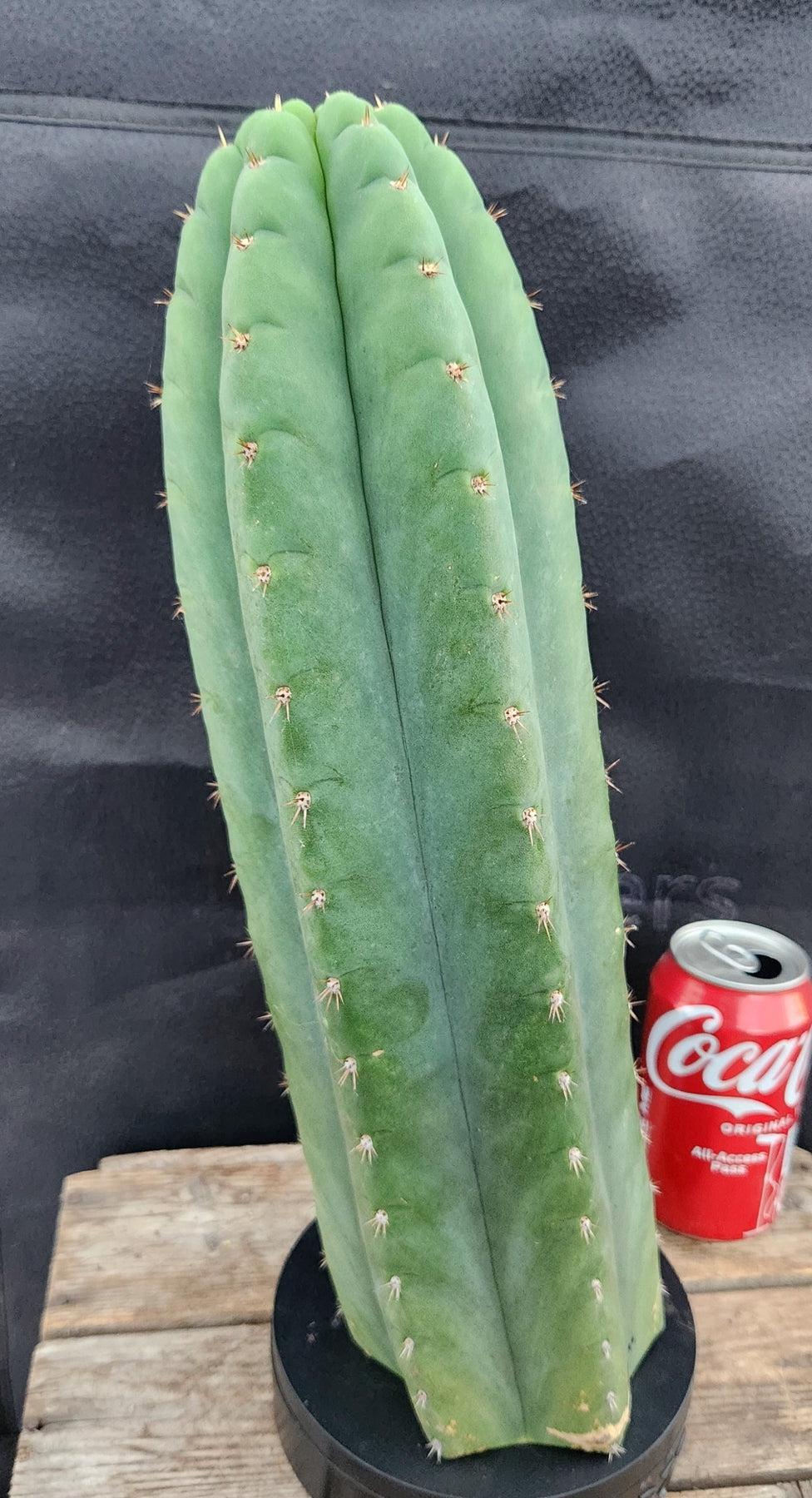 Authentic Trichocereus Pachanoi Peruvianus Cactus Cuttings - Fast Growing San Pedro Cactus for Gardening, Landscaping and Spiritual Ceremonies