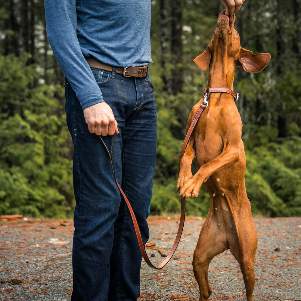 Old Reliable Dog Collar with D-Ring - Durable Nylon Pet Collar for Small Medium Large Dogs - Perfect for Walking, Training & Outdoor Adventures