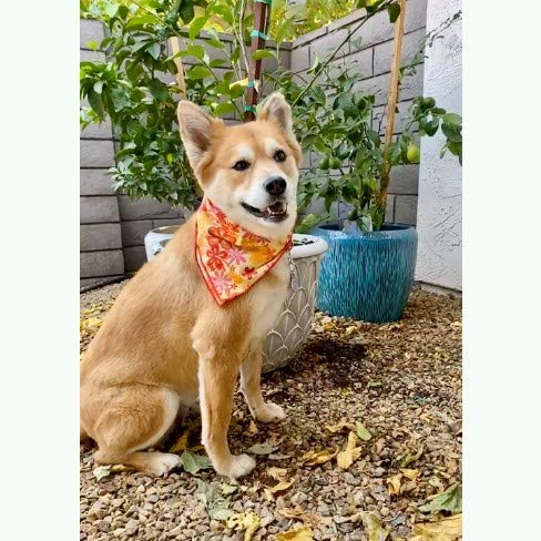 Sunshine Flowers Pet Bandana for Dogs & Cats - Cute Floral Pattern Dog Bandana & Cat Scarf for Special Occasions, Photo Shoots & Daily Wear