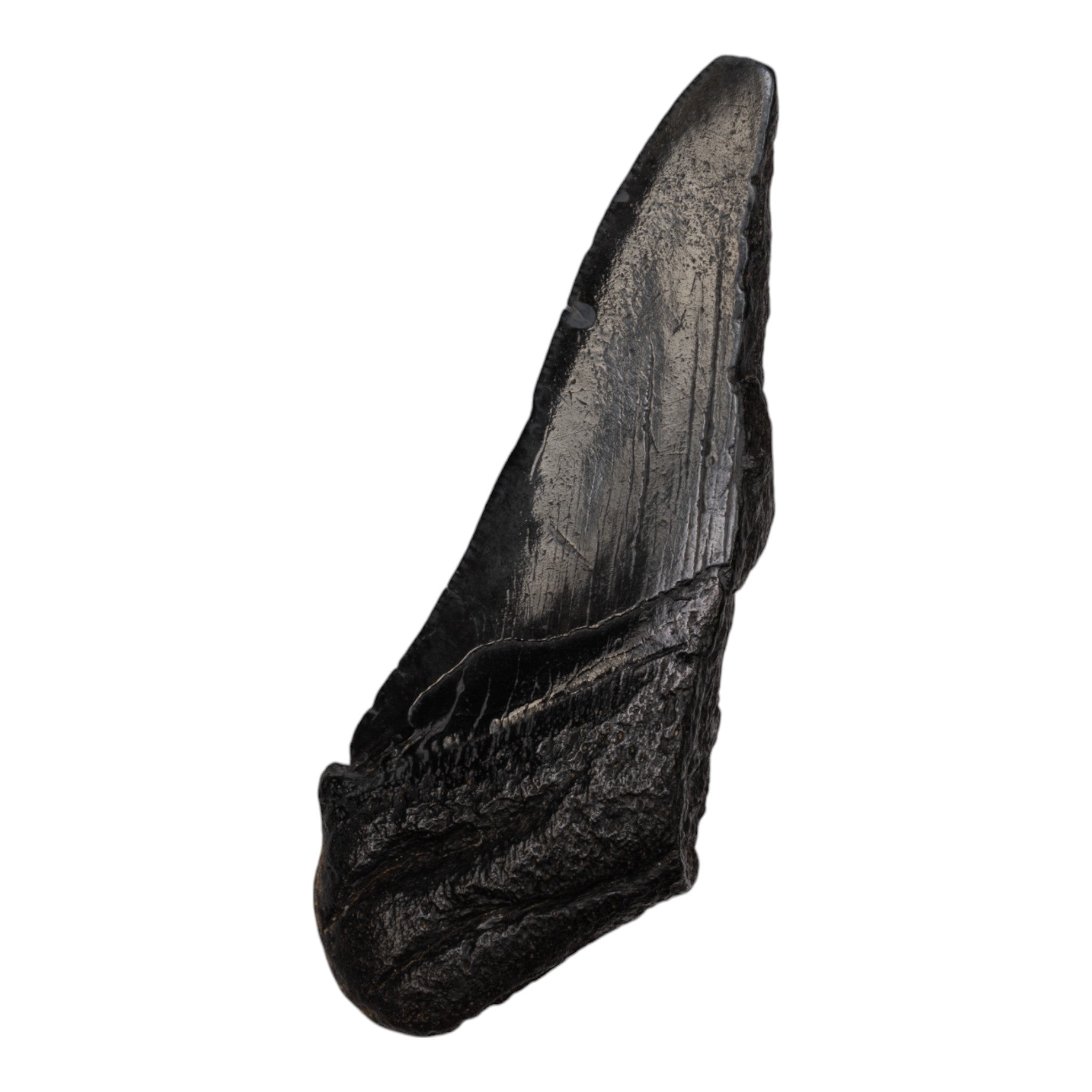 Authentic Megalodon Tooth Fossil - Half Size - Perfect for Collectors, Jewelry Making & Educational Displays