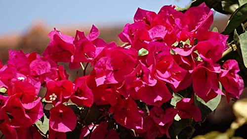 20x30 Inch Vibrant Red Spring Garden Flower Laminated Poster - Bright Colors & High-Quality Print - Perfect for Home Decor, Living Room, Bedroom & Office Wall Art