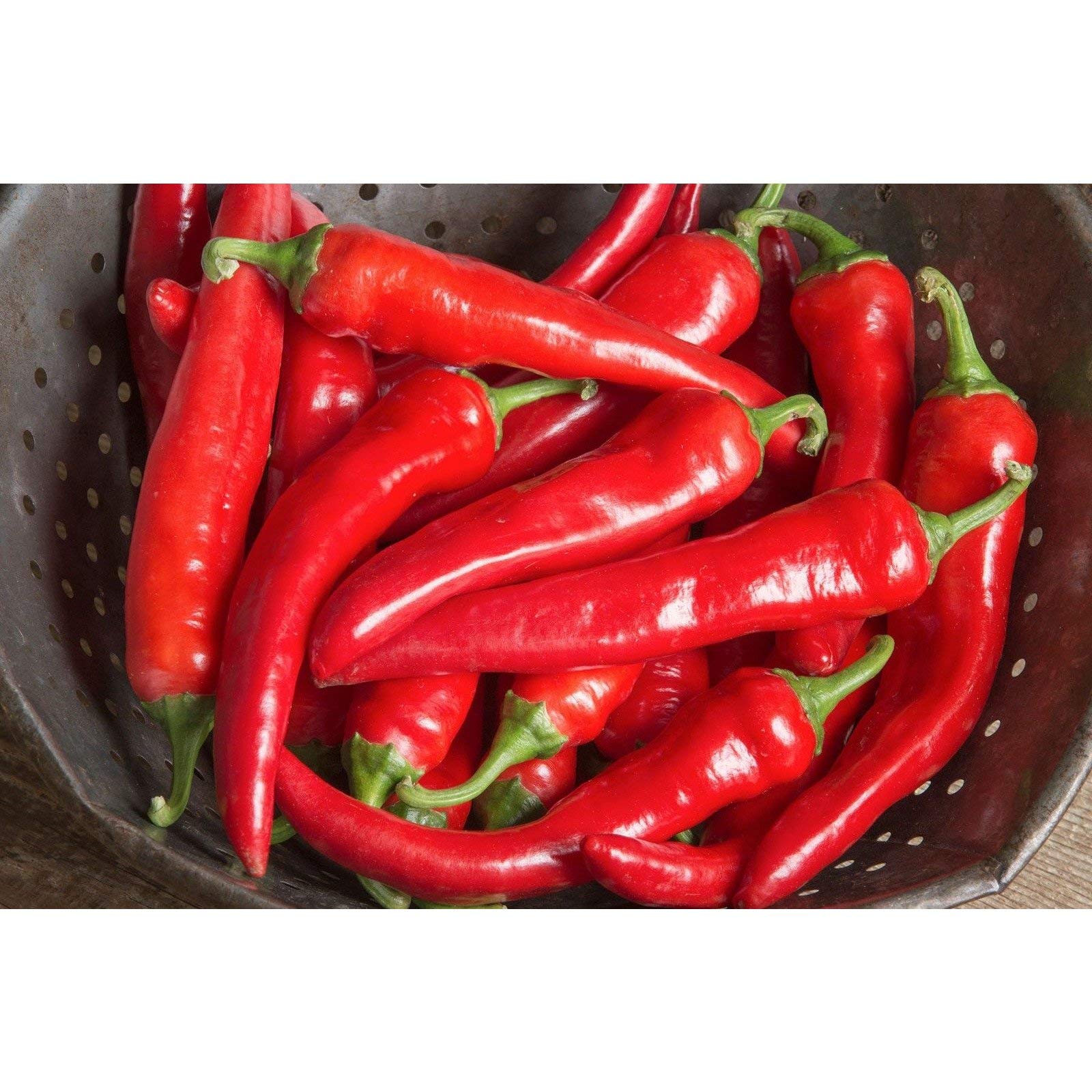 Red Ember F1 Hybrid Pepper Seeds - 40 Count Pack - Hot & Spicy Chili for Home Gardening, Cooking & Salsas