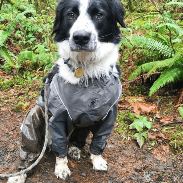 FouFouDog Protective Dog Pants - Waterproof & Durable Pet Diapers for Small Medium Large Dogs - Perfect for House Training, Travel & Post-Surgery Care