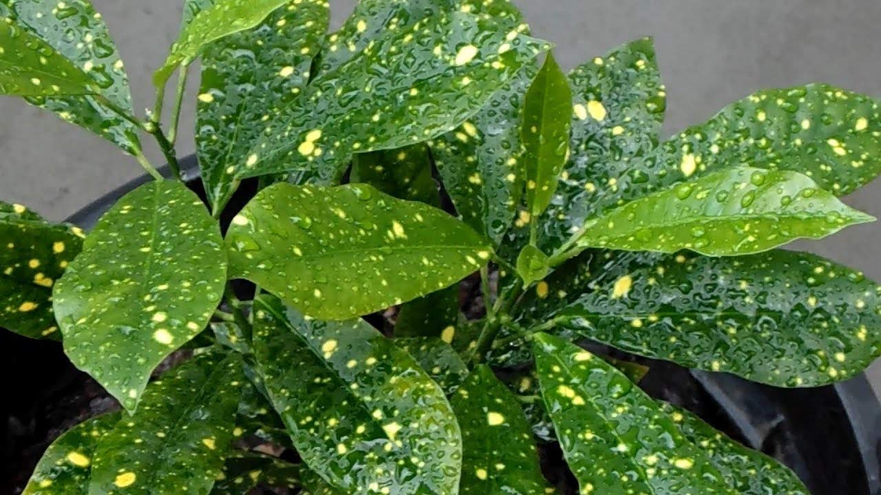 Codiaeum Variegatum 'Gold Dust' - 5 Live Plants in 4 Inch Pots - Easy Care Indoor Houseplant for Home & Office Decor | Perfect for Living Rooms, Bedrooms & Gift Giving