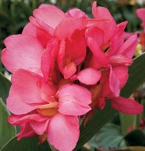 Tropical Rose Canna Lily Starter Plant - Live Bulbs for Garden Planting, Vibrant Pink Flowers - Perfect for Landscaping, Borders & Container Gardening