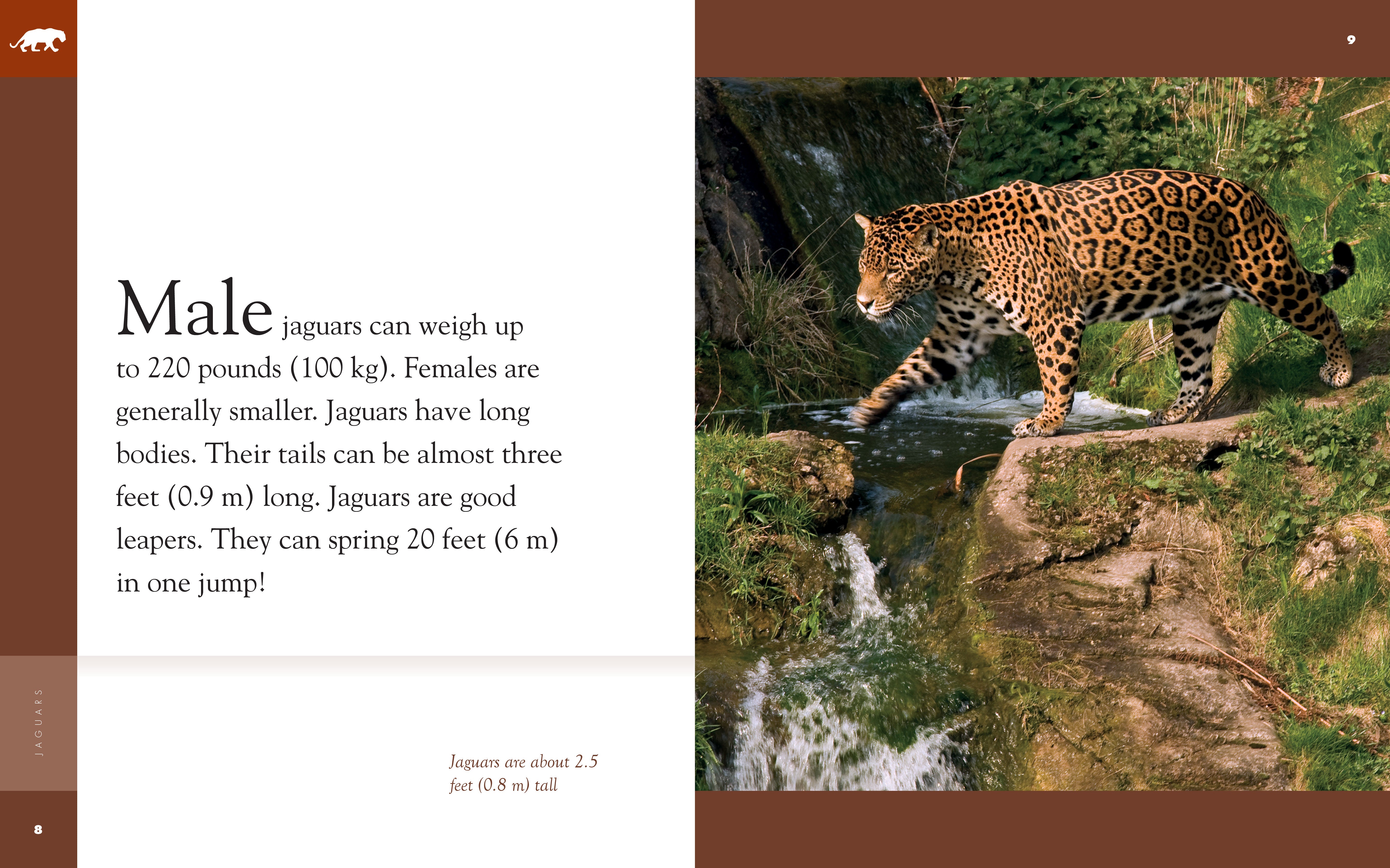 Amazing Animals (2014): Jaguars - Wildlife Documentary Film | Learn About Big Cats, Rainforest Predators & Conservation | Perfect for Nature Lovers, Students & Classroom Education