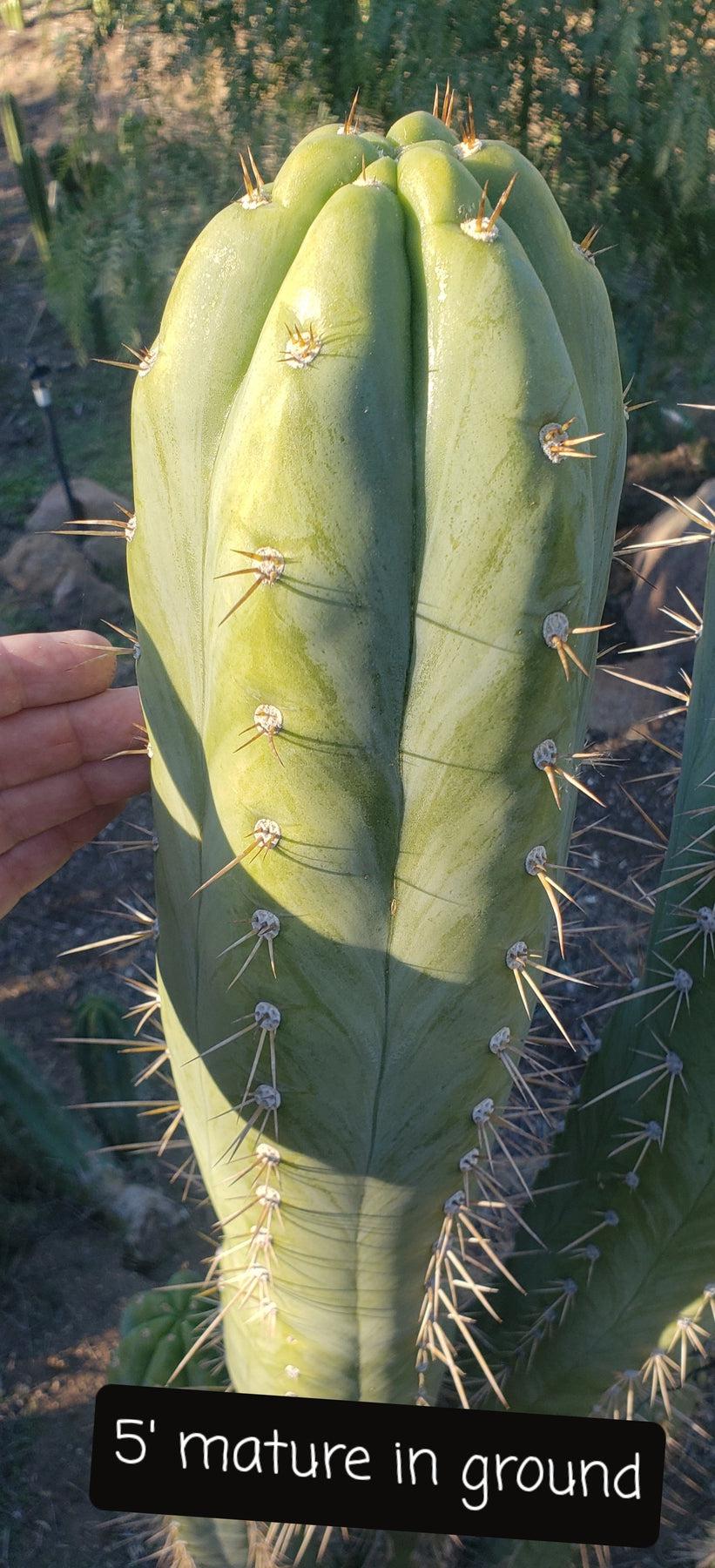 EC45 EXACT Trichocereus Peruvianus Cactus Cutting - Rare Peruvian Torch Cactus for Planting & Gardening - Perfect for Home Decor, Landscaping, and Spiritual Ceremonies