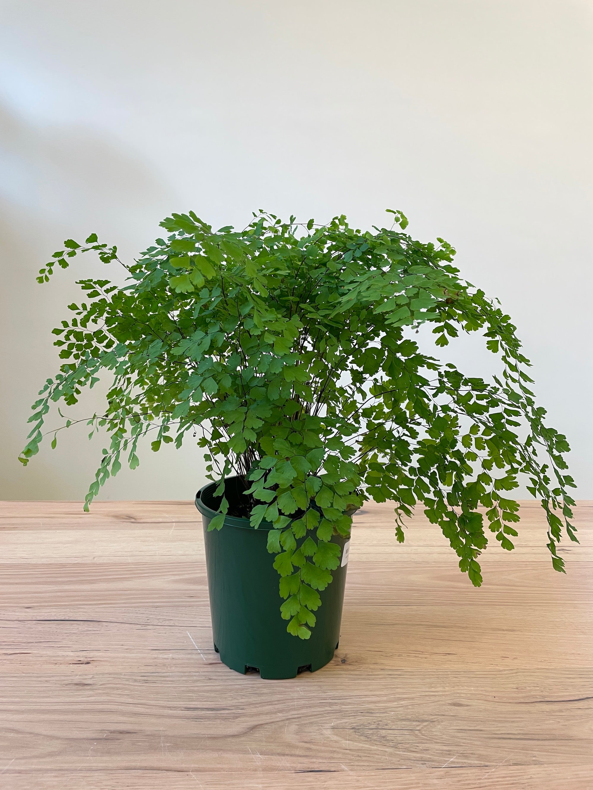 Adiantum 'Maidenhair Fern' - Live Indoor House Plant for Home & Office Decor | Perfect for Hanging Baskets, Terrariums & Low Light Spaces