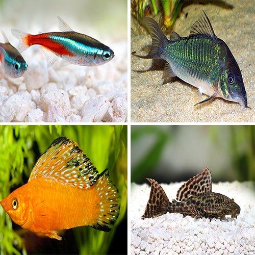 18 Pack Tropical Fish Bundle - Molly, Tetra, Plecostomus, Corydoras & Rainbowfish for Freshwater Aquariums | Perfect for Community Tanks & Beginner Fish Keepers