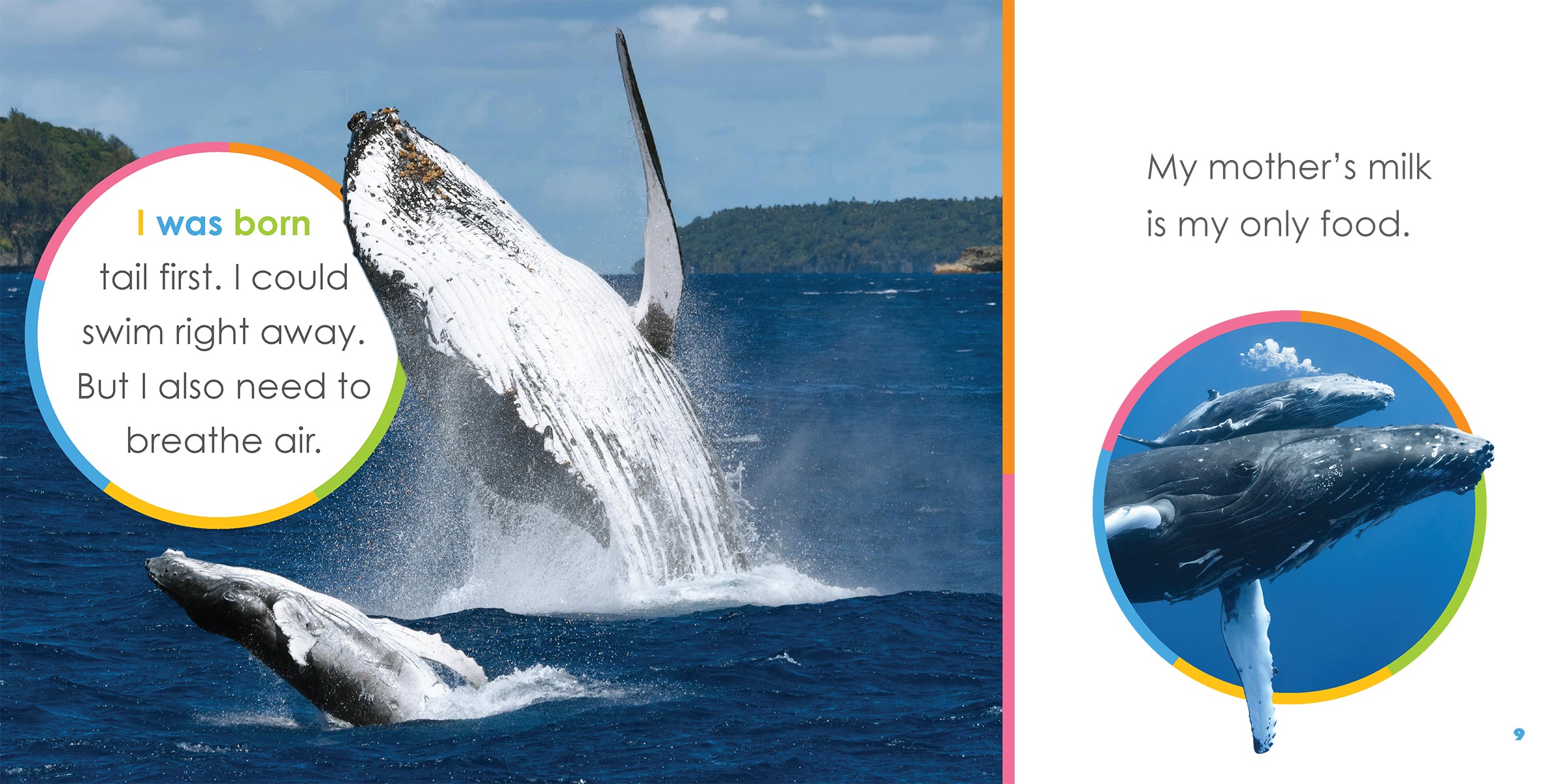 Baby Whales Book - ISBN 9781640263567 - Perfect for Kids' Ocean-Themed Learning & Bedtime Stories