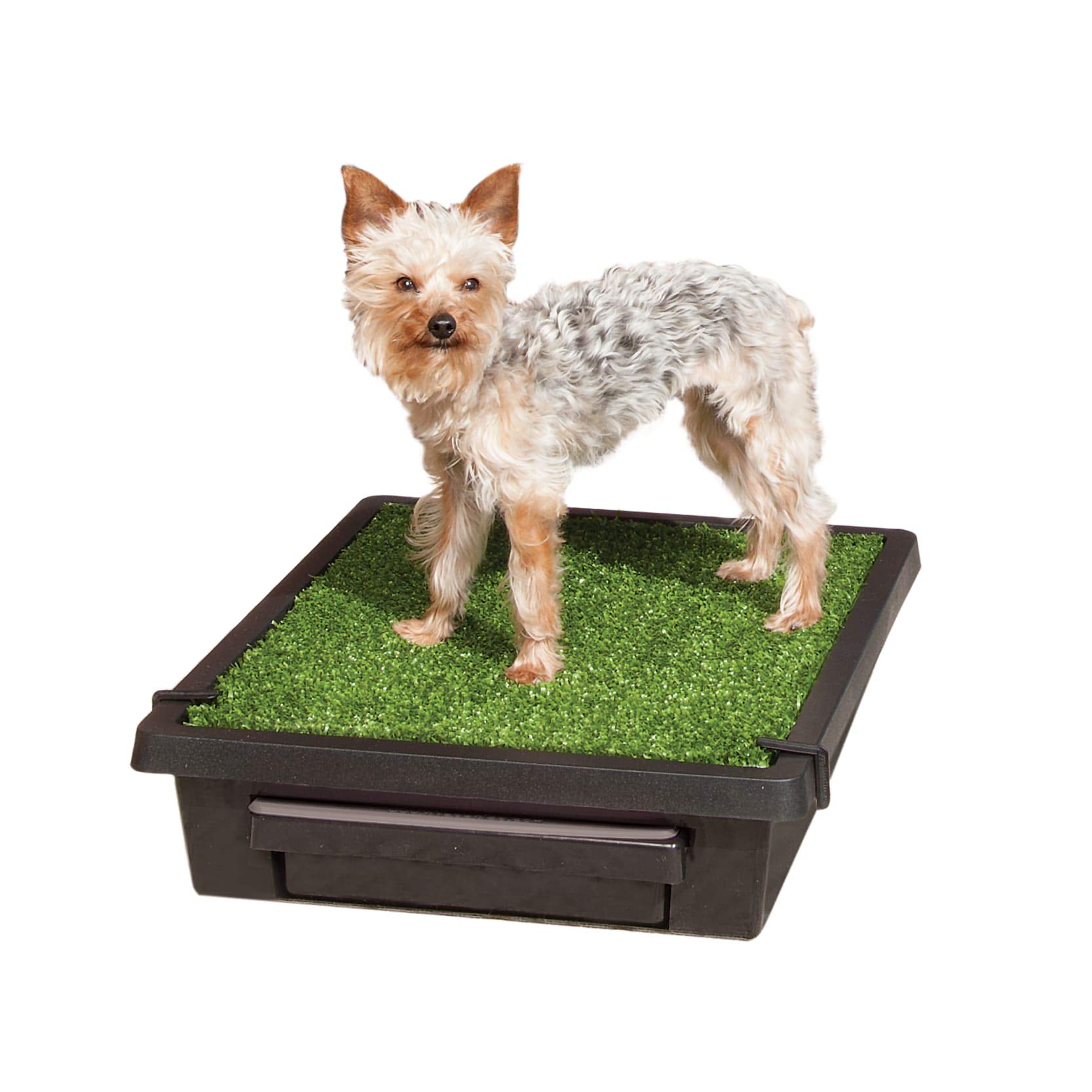 Dog Agility Training Kit for Indoor & Outdoor Use - Perfect for Small Dogs, Puppy Obedience & Yard Exercise