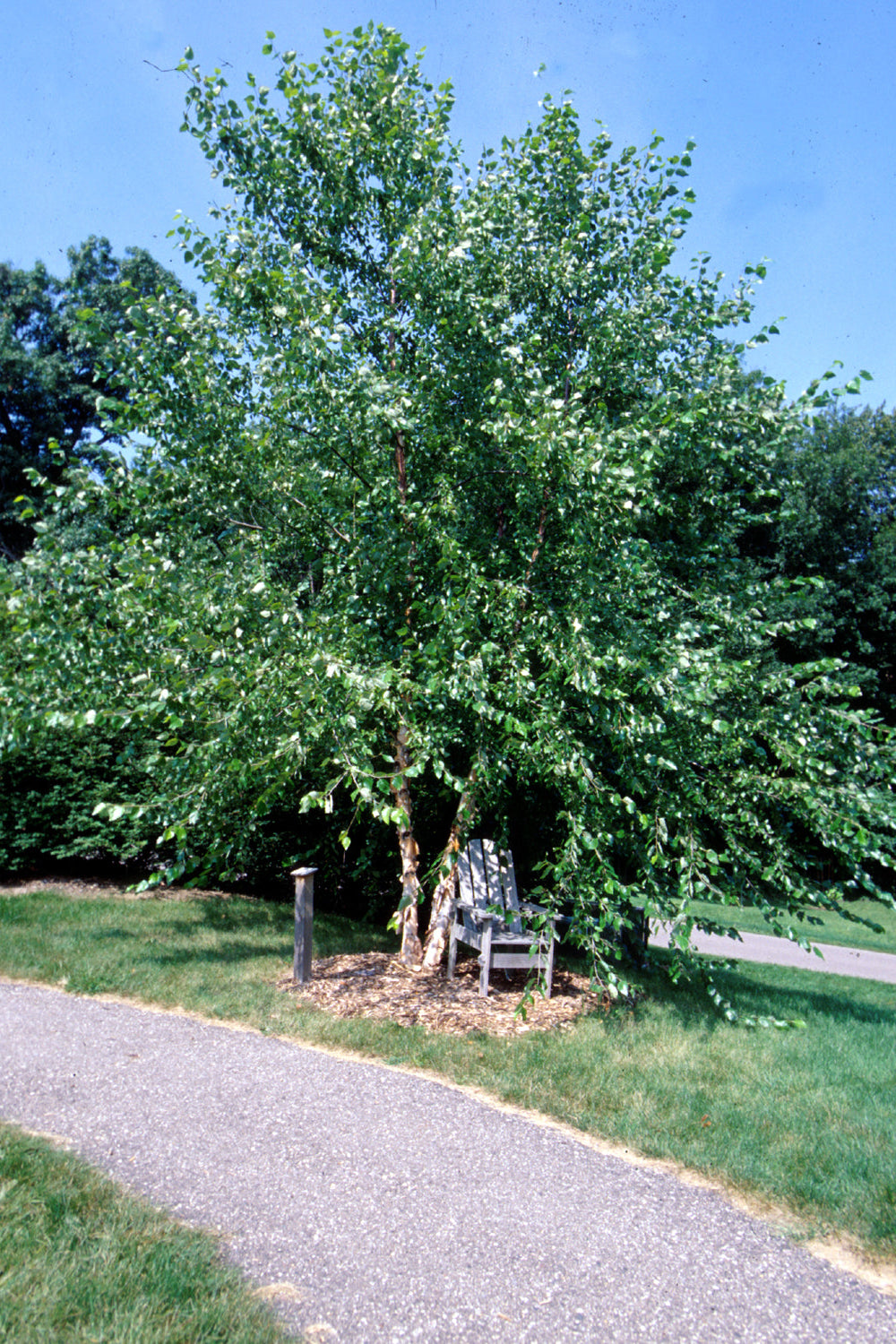 Betula Nigra Clump #10 - River Birch Tree for Landscaping & Garden Decoration | Perfect for Shade, Privacy & Erosion Control
