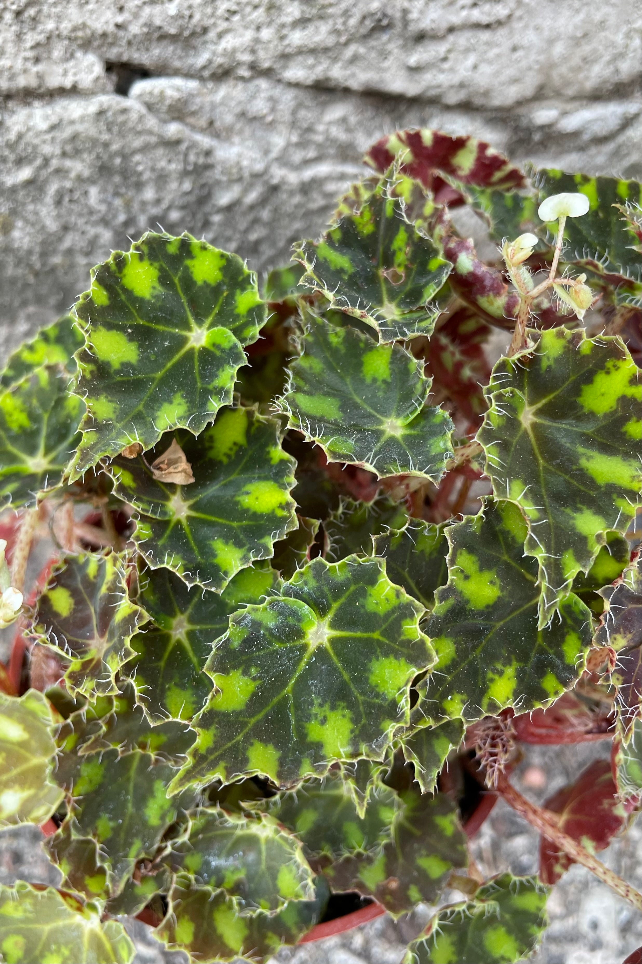 Tiger Paws Begonia Rex Cultorum - 4 Inch Potted Plant for Home Decor, Office Desk & Indoor Gardening | Perfect for Gift Giving & Houseplant Lovers