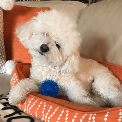 Gnawsome Small Squeaker Ball for Dogs - Interactive Chew Toy for Puppies & Small Breeds - Fun Indoor/Outdoor Playtime & Training Reward