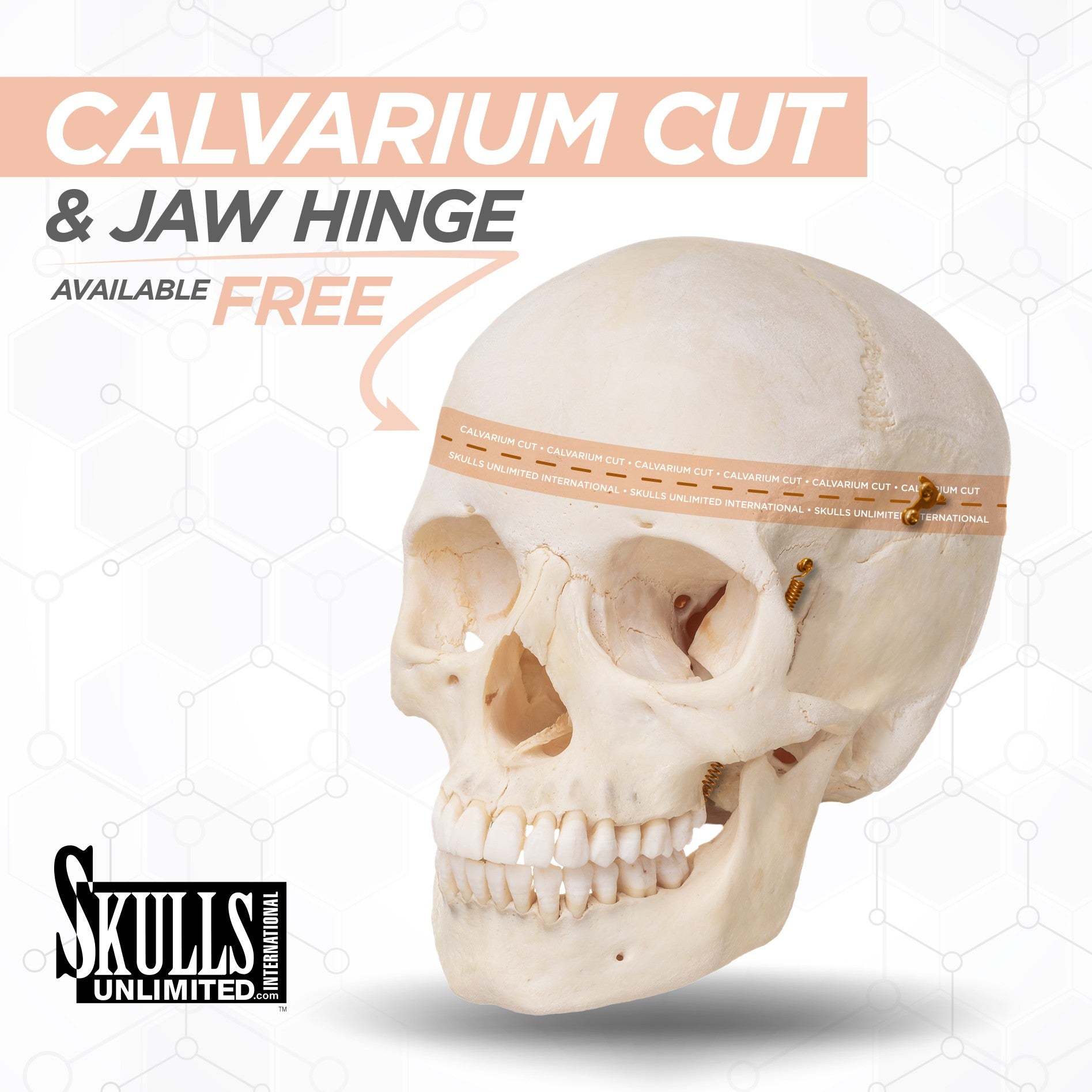 Authentic Human Skull Replica - High-Quality Medical & Educational Model for Anatomy Study, Halloween Decor, and Collectors