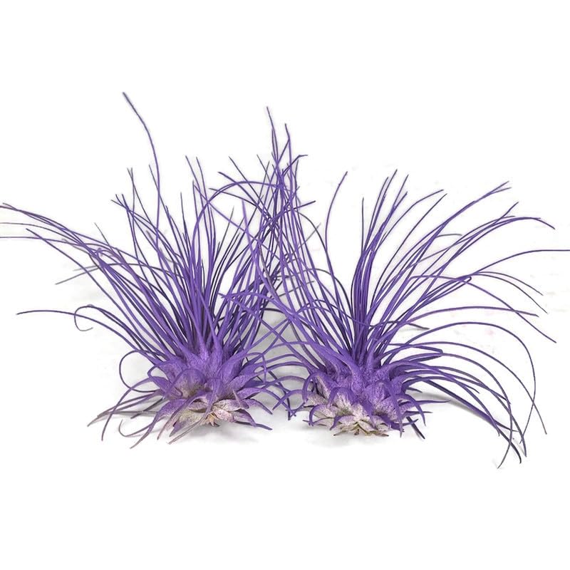 2 Purple