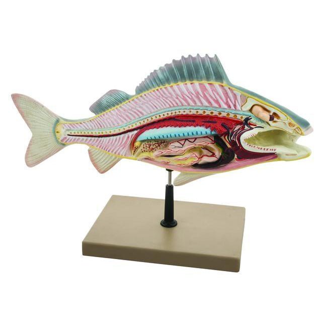High-Quality Perch Fish Dissection Model - Detailed Anatomy Study Tool for Biology Classrooms & Science Labs | Perfect for Students & Teachers