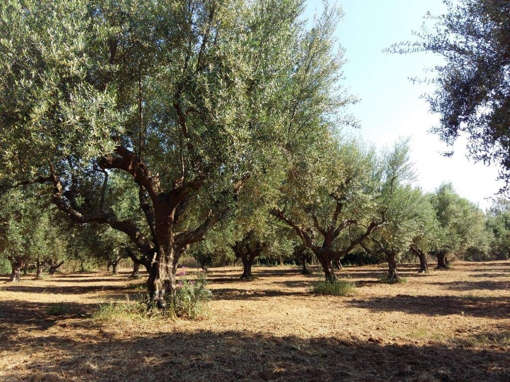 Premium Greek Extra Virgin Olive Oil - Makaria Terra, Koroneiki Variety, 2020/21 Harvest, 0.12% Acidity, Medium Intensity | NYIOOC Gold Award Winner | Single Origin, Family Farm | 5L Tin | Perfect for Salad Dressing, Dipping & Gourmet Cooking