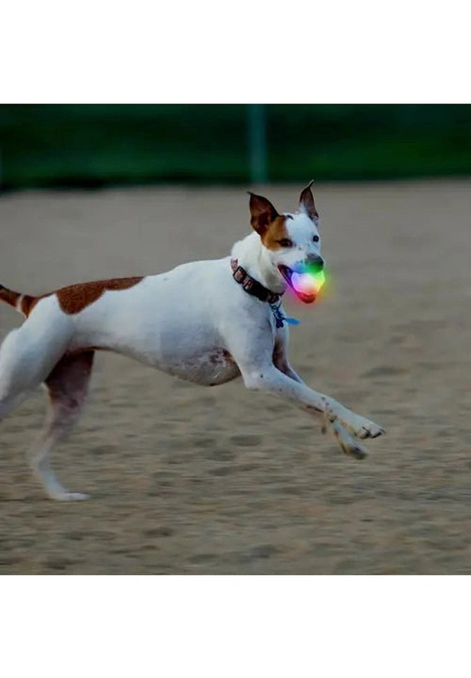 Nite Ize GLOWSTREAK WILD LED Ball & Disc - High Visibility Glow in The Dark Dog Toy for Nighttime Fetch and Outdoor Play