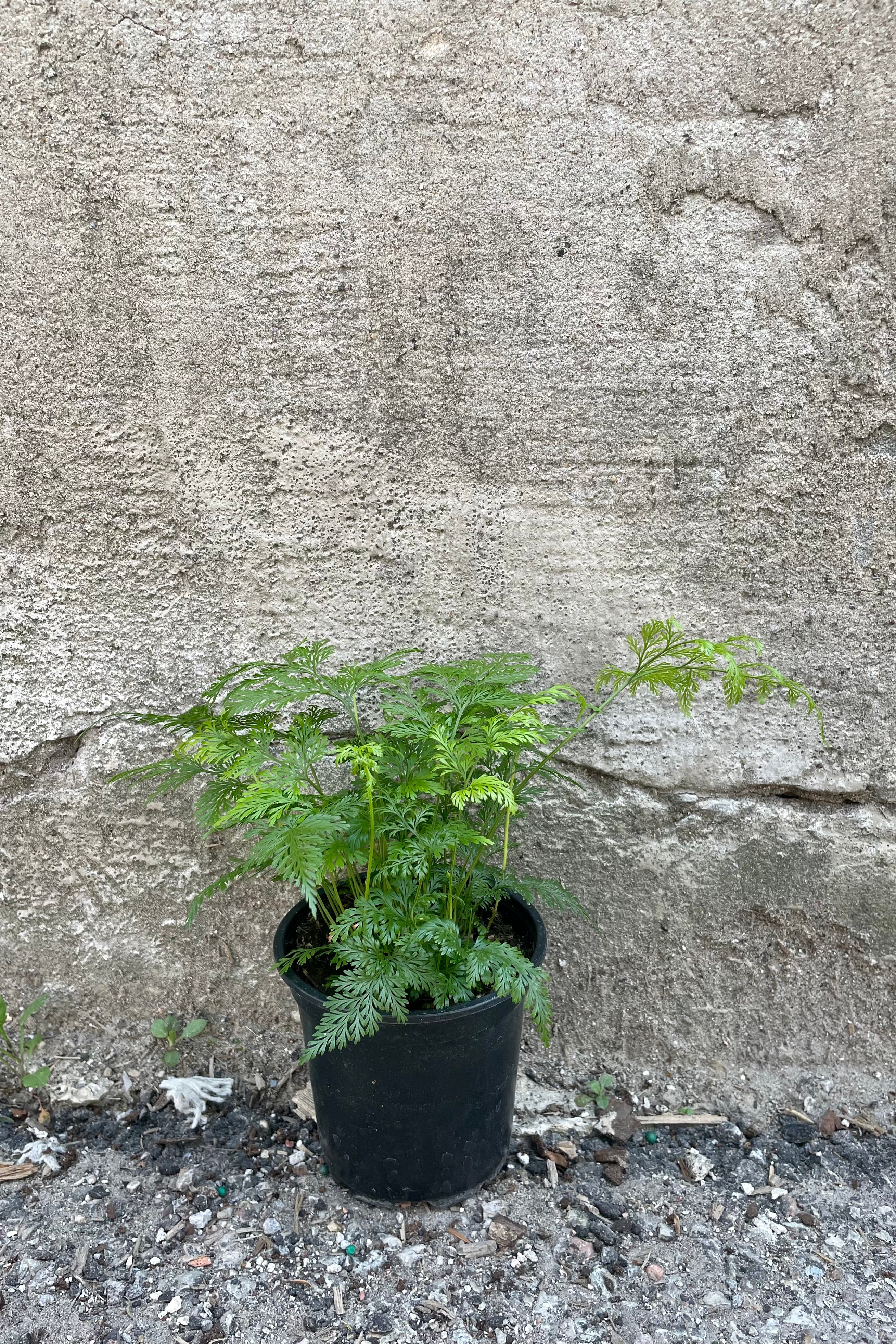 Davallia Canariensis Deer Foot Fern - 4 Inch Live Plant for Home & Office Decor | Indoor Hanging Basket, Terrarium & Shade Garden Houseplant