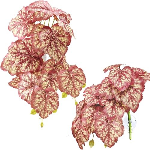 Pink Heuchera