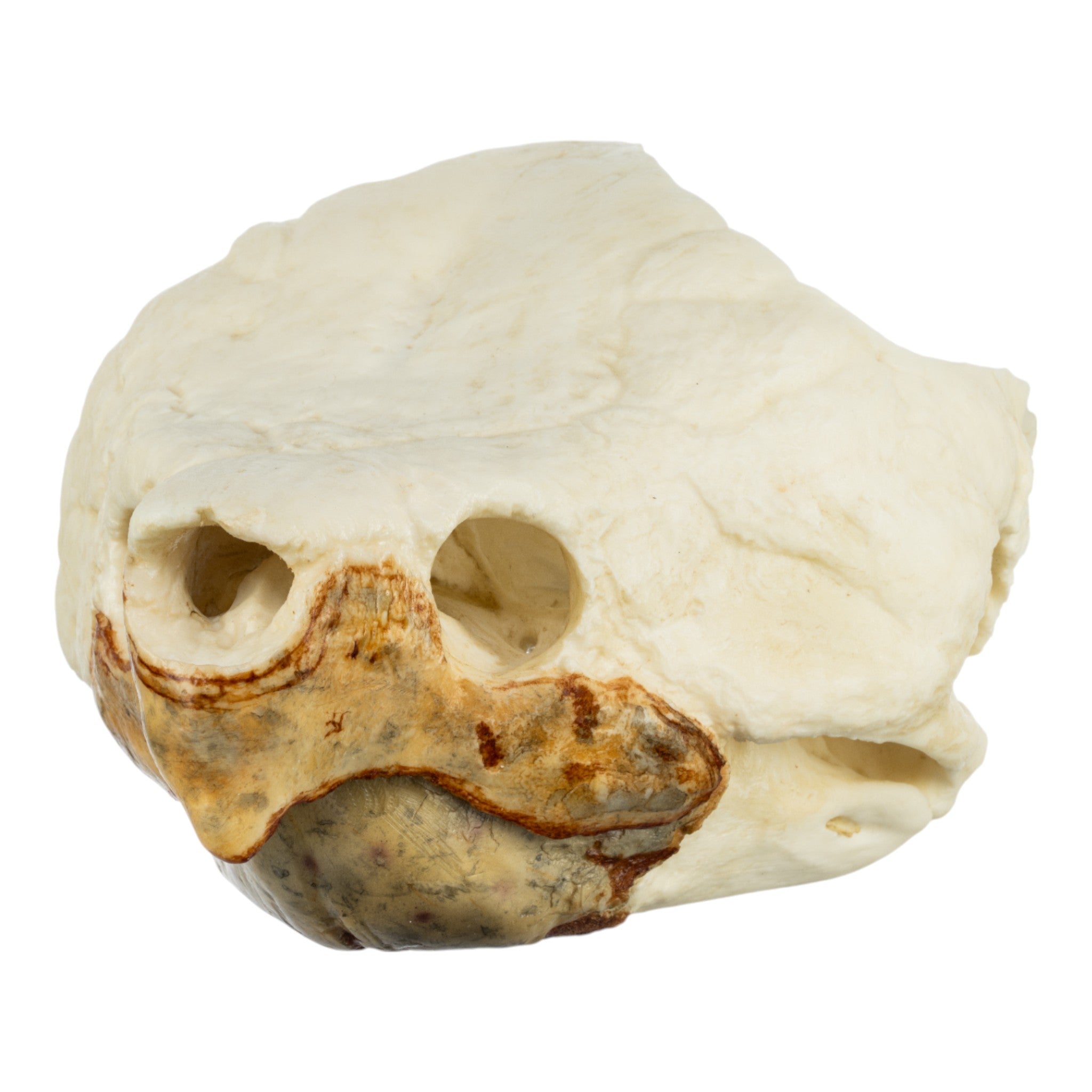 Authentic Replica Alligator Snapping Turtle Skull - Lifelike Educational Specimen for Science Classrooms, Nature Collections & Home Decor