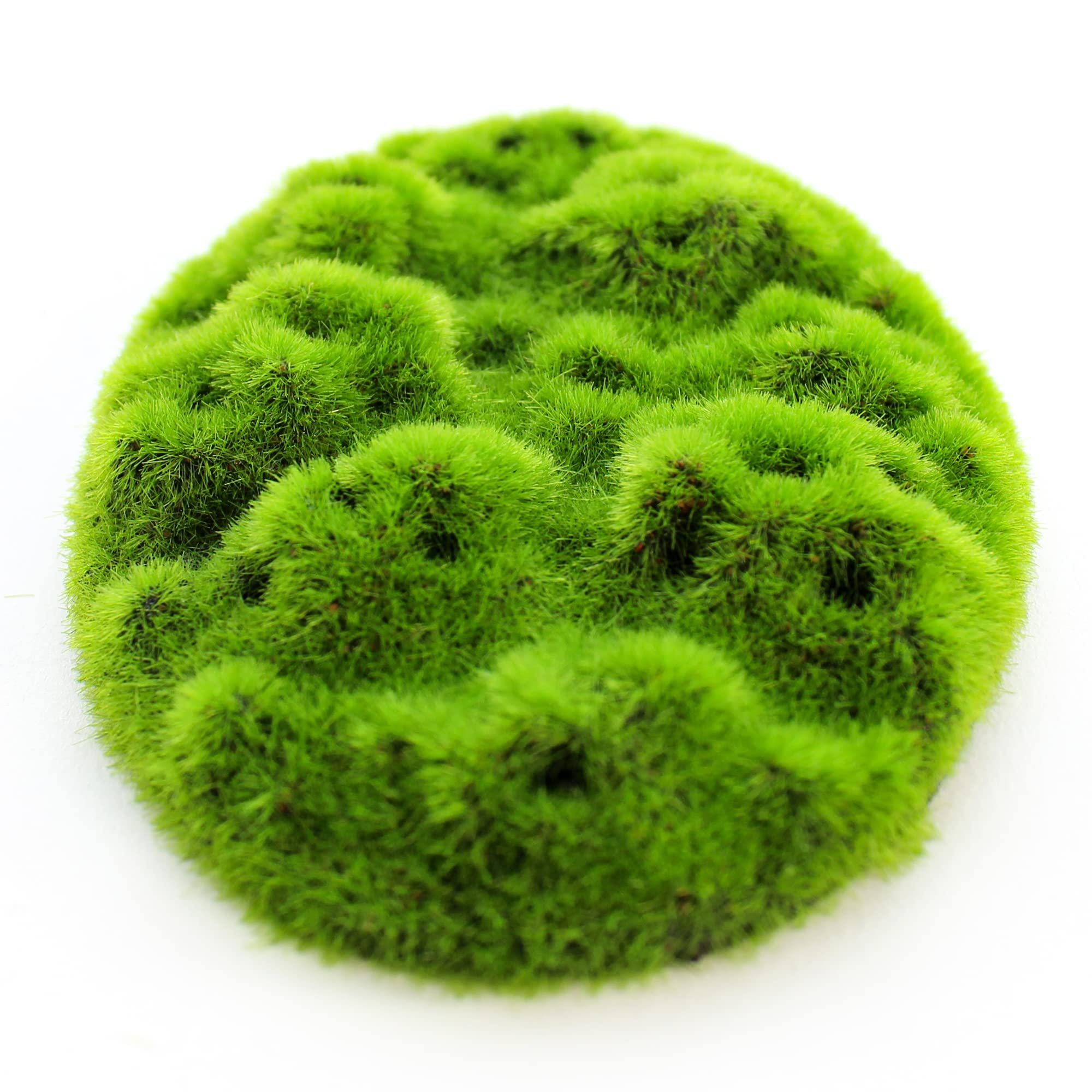 Penn-Plax Aqua-Flora Aquarium Decor with Glosso Plant Seeds - Natural Moss Patch for Freshwater Fish Tanks - Safe & Healthy Habitat for Betta, Guppies & Tropical Fish - Perfect for Planted Aquariums & Aquatic Environments