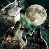 Three Wolf Moon