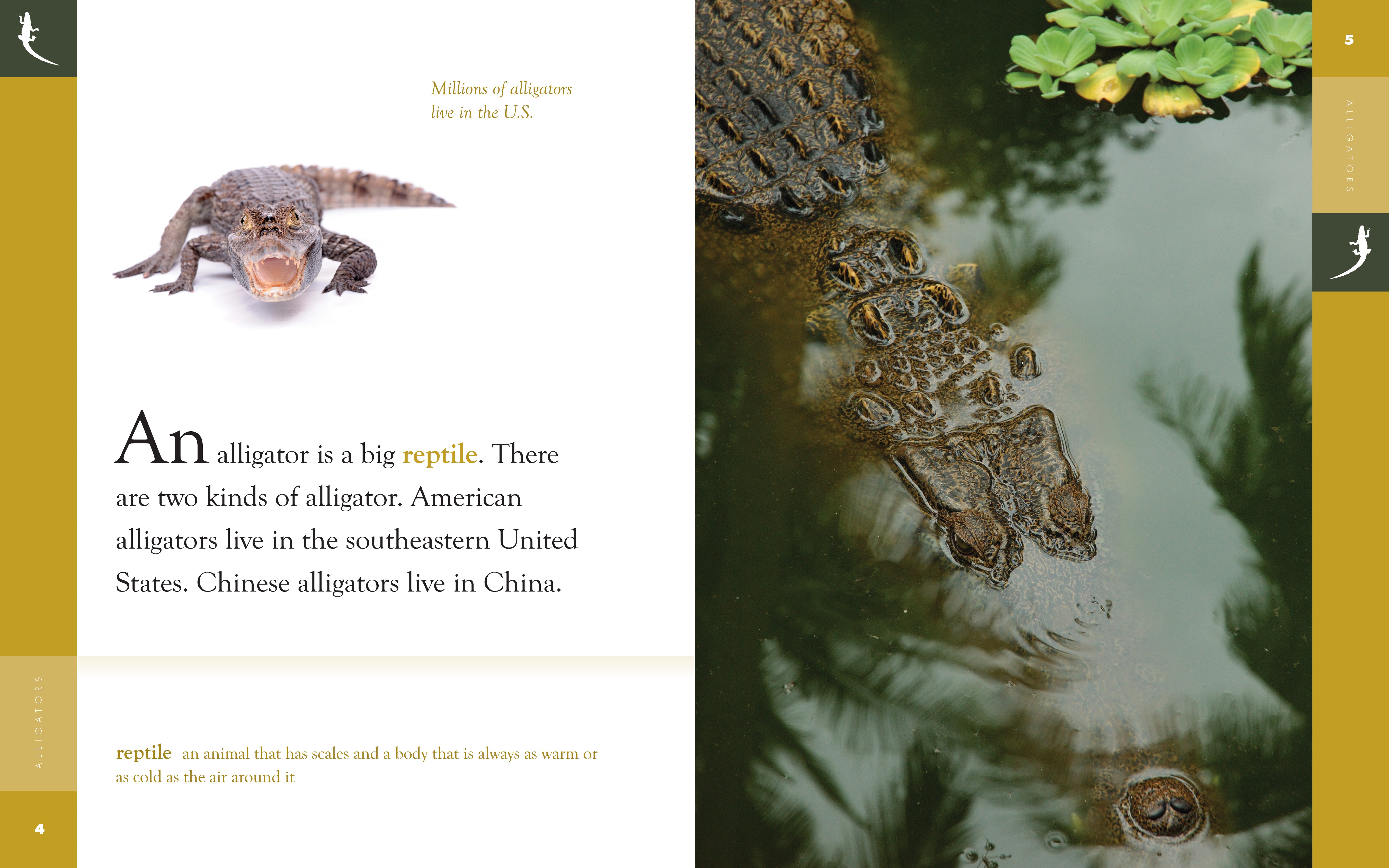 Amazing Animals (2014): Alligators - Educational Wildlife Documentary for Kids & Nature Lovers - Perfect for Classroom Learning & Family Movie Nights