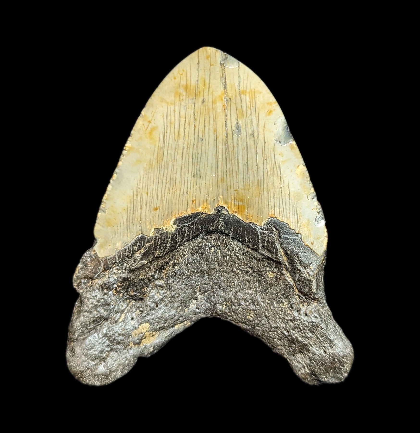 Authentic Megalodon Shark Tooth Fossil - Large Prehistoric Collector's Specimen #42 for Home Decor, Science Education & Gift Ideas