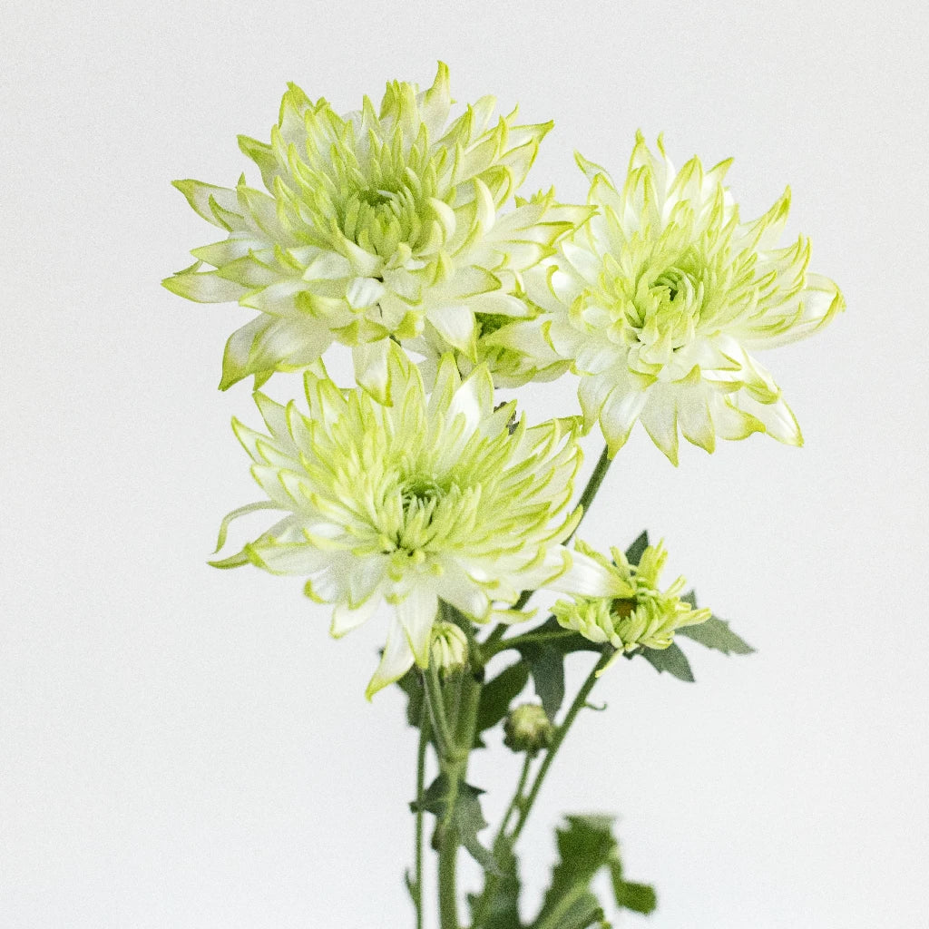 Appletini Dahlia Style Flower - Beautiful Artificial Silk Flowers for Home Decor, Wedding Bouquets, and Event Centerpieces