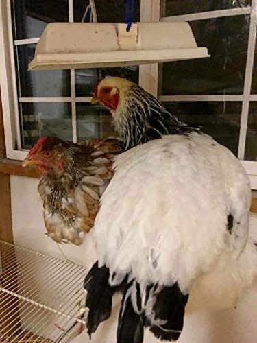 Infrared Heat Lamp for Baby Chicks & Small Pets - 11x11 Inch Overhead Heating Panel, 32W Energy Efficient - Perfect for Brooders, Coops, Reptile Tanks & Pet Habitats